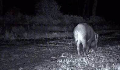 Domuz sürüsü fotokapana takıldı