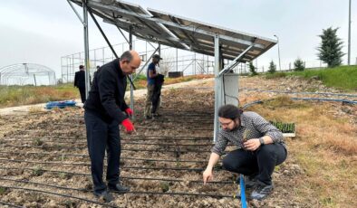Güneş panellerinin altında tarım