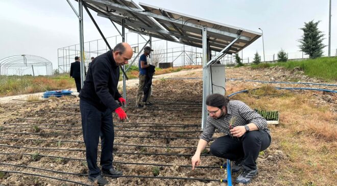 Güneş panellerinin altında tarım
