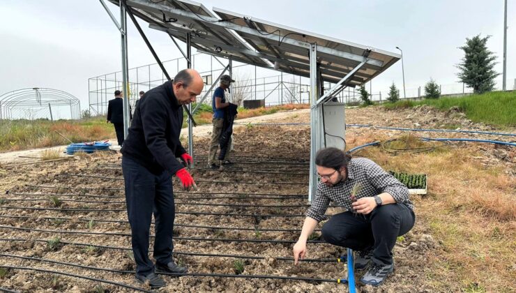 Güneş panellerinin altında tarım