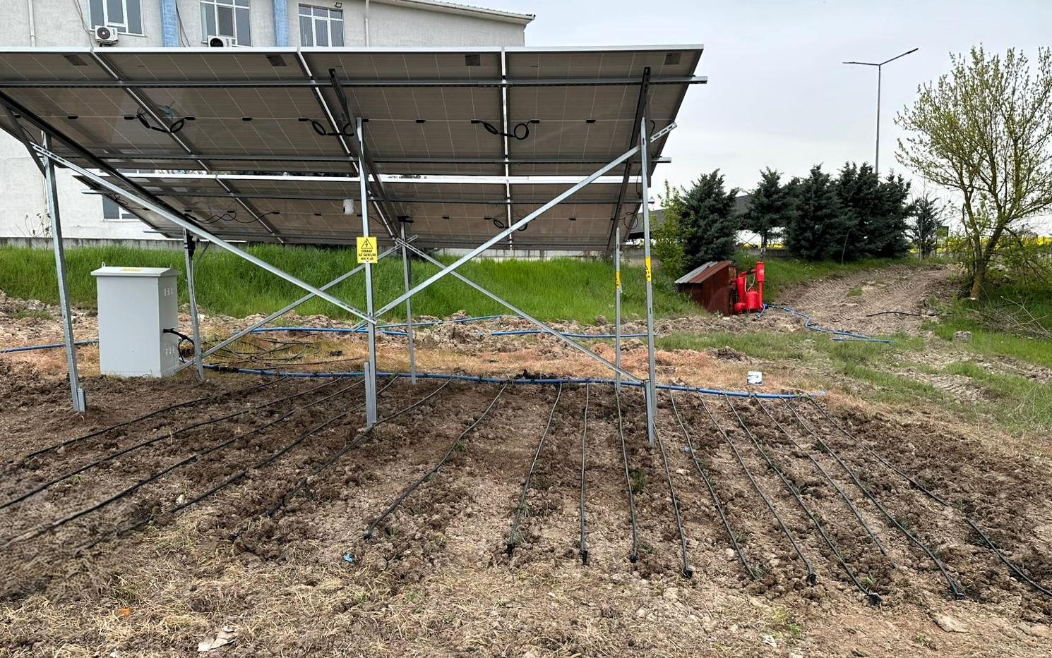 Güneş panellerinin altında tarım