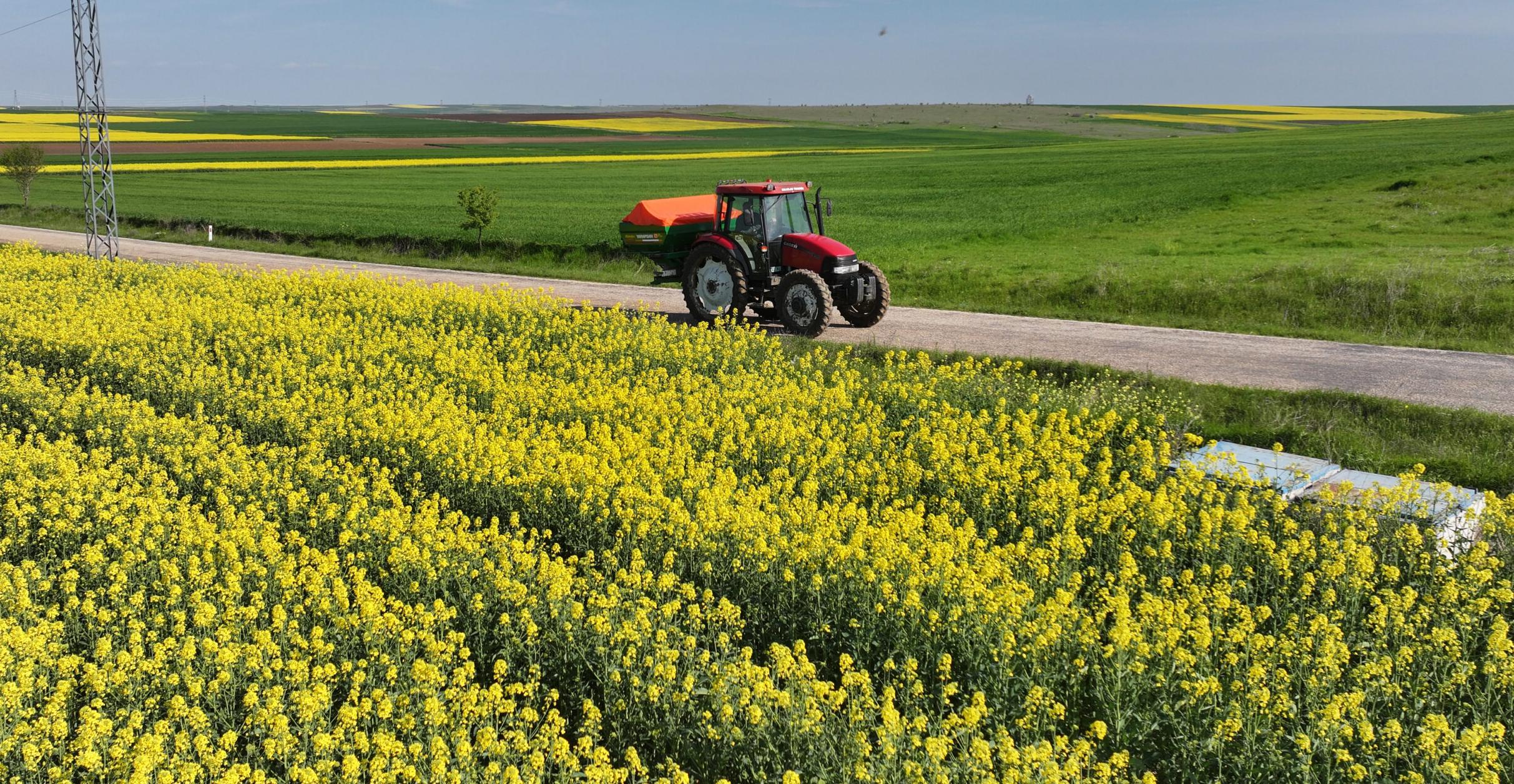 Kanolada rekolte beklentisi yüksek