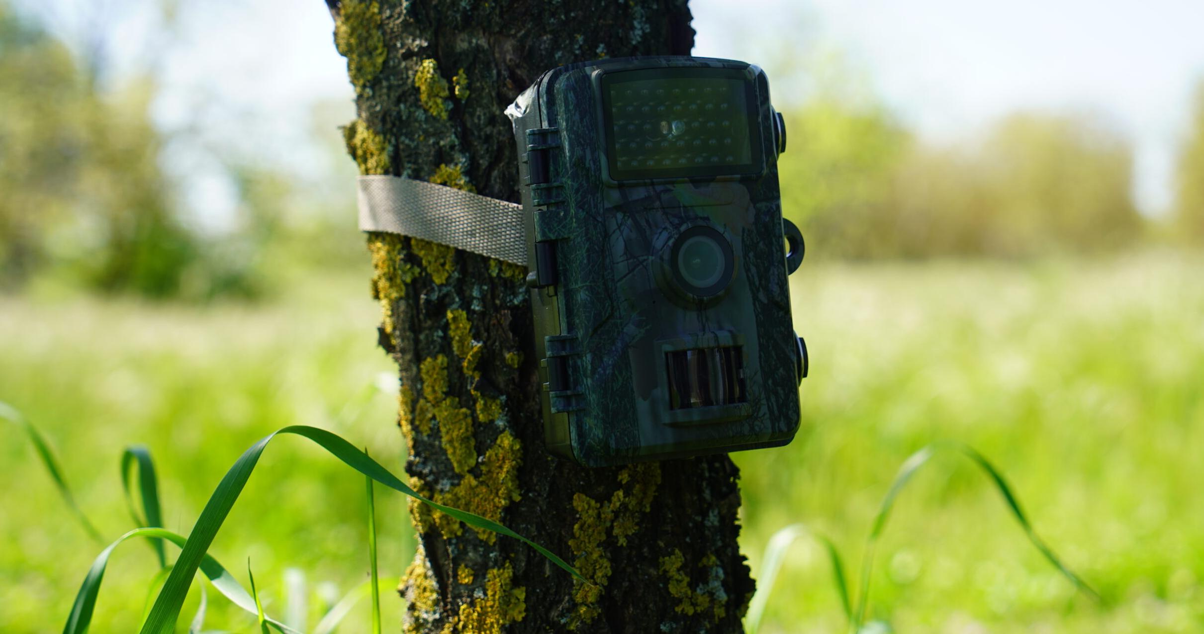 Karaağaç’ta tilki ve çakal görüldü