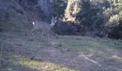 Karacalar fotokapana takıldı