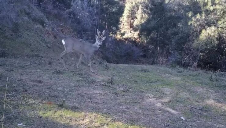 Karacalar fotokapana takıldı