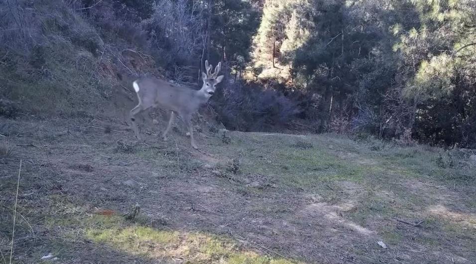 Karacalar fotokapana takıldı