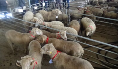 Damızlık koç ve tekeler görücüye çıktı