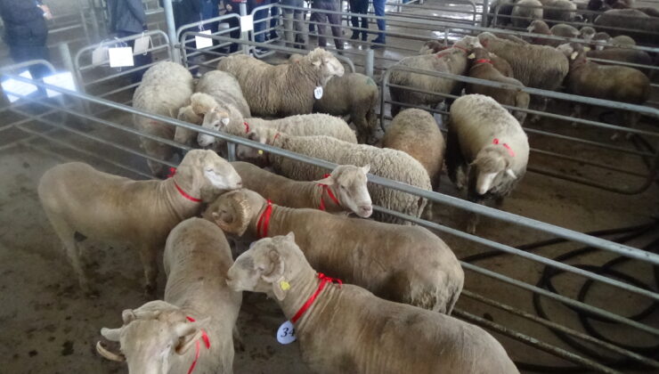 Damızlık koç ve tekeler görücüye çıktı