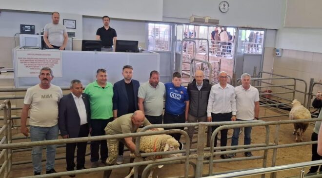 Koç ve Teke Mezatı yapılacak