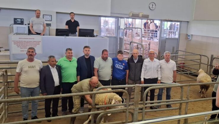 Koç ve Teke Mezatı yapılacak