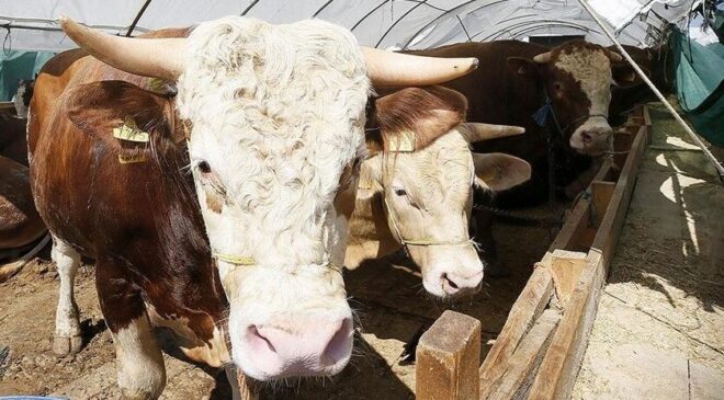 Kurban Bayramı öncesi tedbirler artırıldı