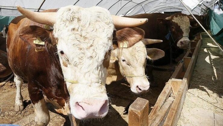 Kurban Bayramı öncesi tedbirler artırıldı