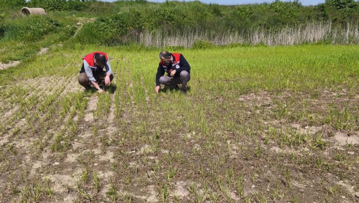 Tarım arazilerinde hasar tespiti