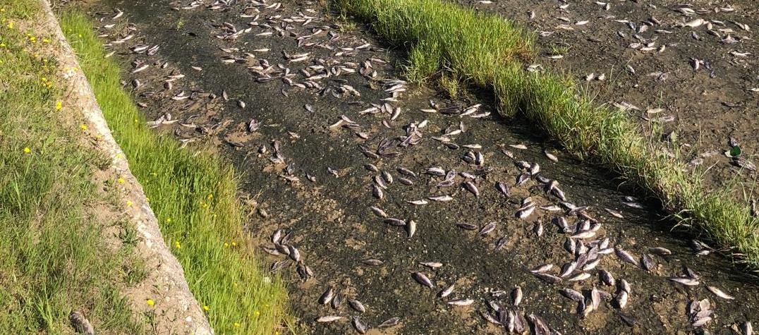 Toplu balık ölümleri korkuttu