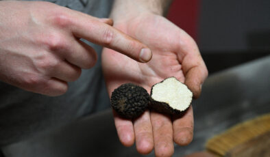 Topladığı trüf mantarlarını ihraç ediyor