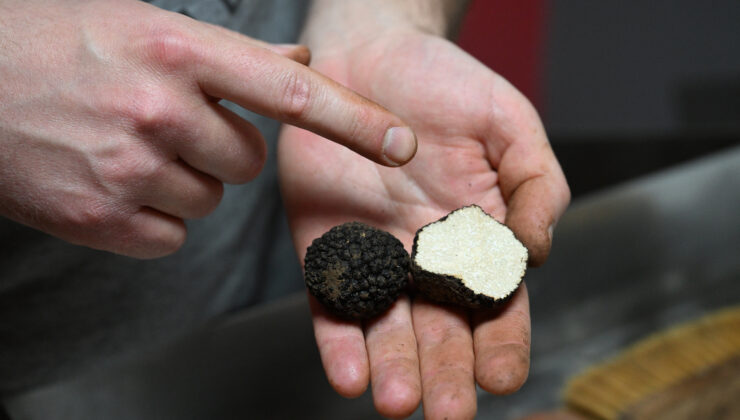 Topladığı trüf mantarlarını ihraç ediyor