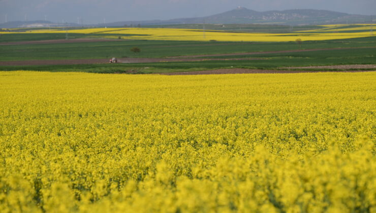Kanolada rekolte beklentisi yüksek