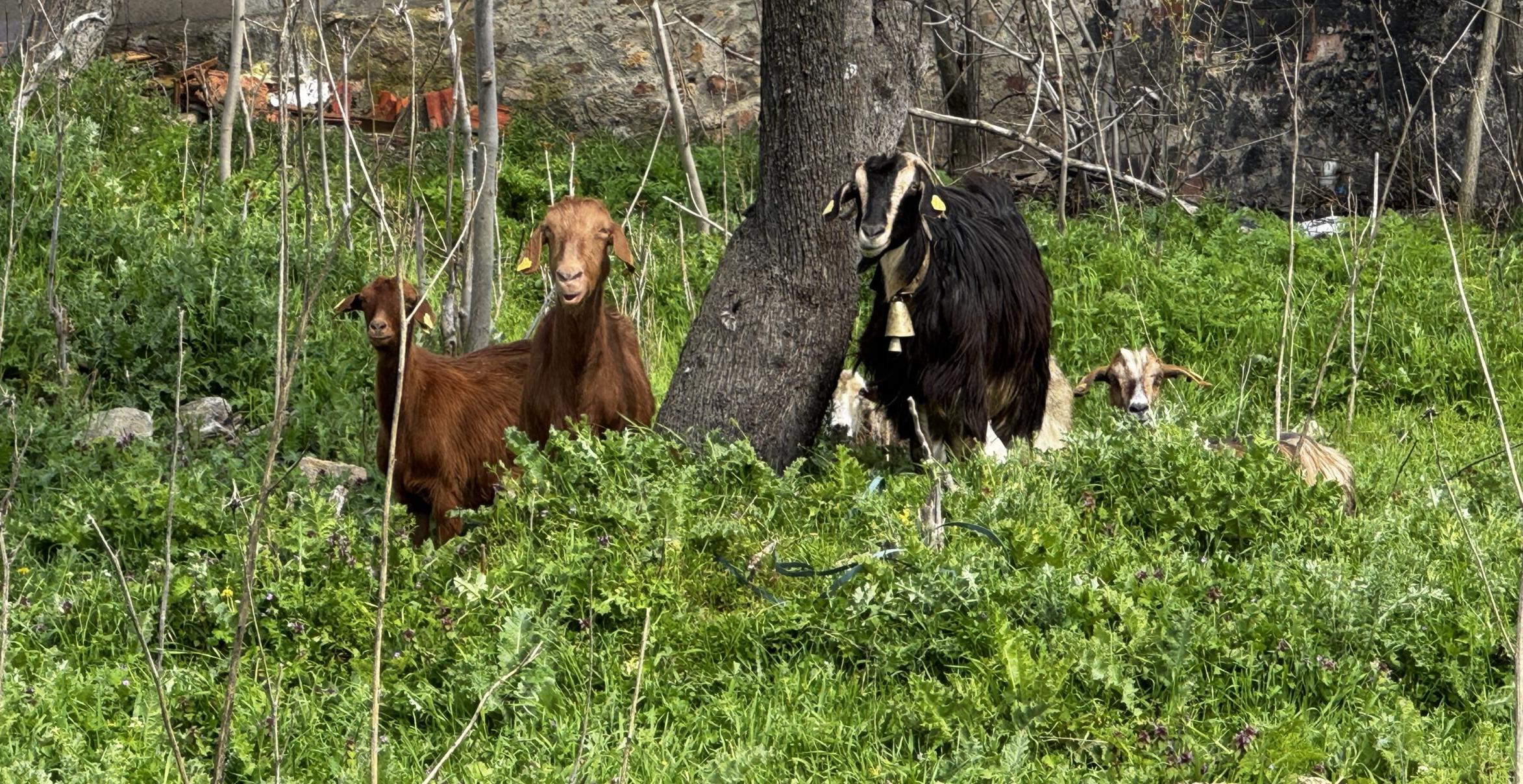Yerli keçi ırkları yeniden canlanıyor