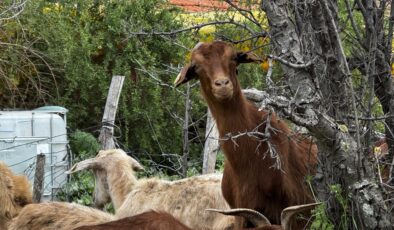 Yerli keçi ırkları yeniden canlanıyor