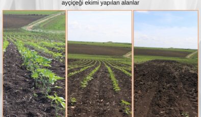 Ayçiçeğinde verimi artıracak proje