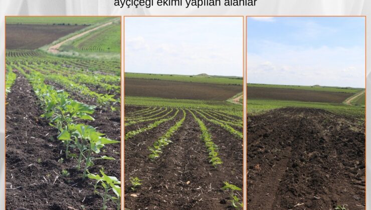 Ayçiçeğinde verimi artıracak proje