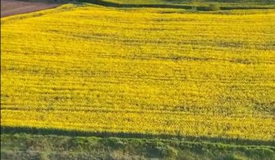 Kanola tarlaları paramotorla görüntülendi