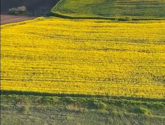 Kanola tarlaları paramotorla görüntülendi