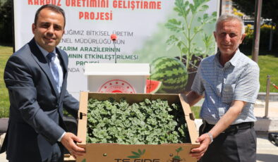 Çiftçilere karpuz fidesi dağıtıldı