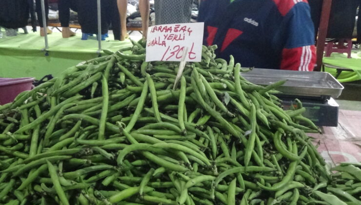 Karaağaç baklası ateş pahası