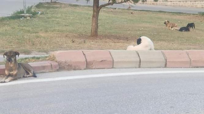 Sokak hayvanları tamamen toplanacak