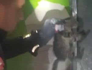 Yavru kediyi itfaiye ekipleri kurtardı