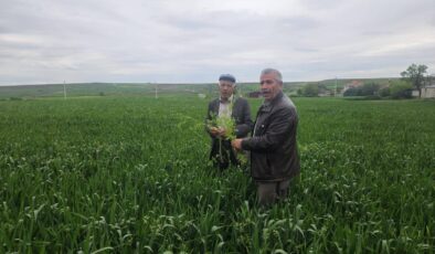 Buğdayda hastalık riski