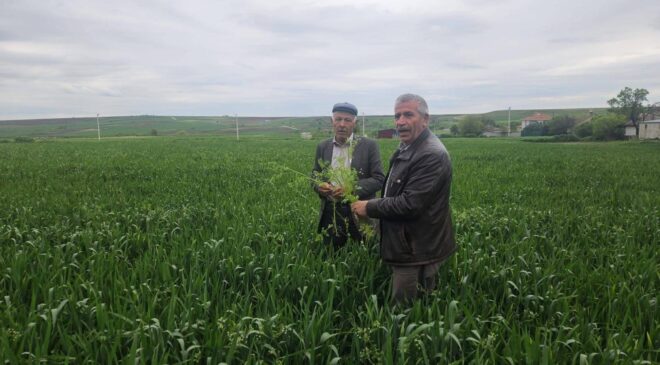 Buğdayda hastalık riski