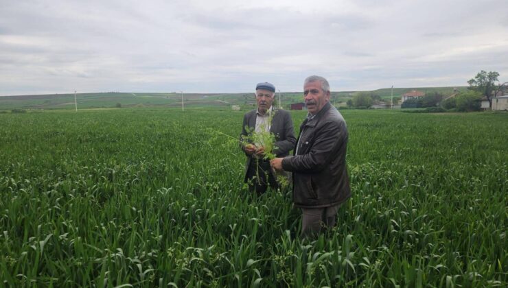 Buğdayda hastalık riski