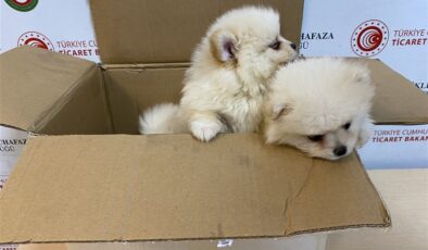 Kapıkule’de 6 köpek yavrusu ele geçirildi