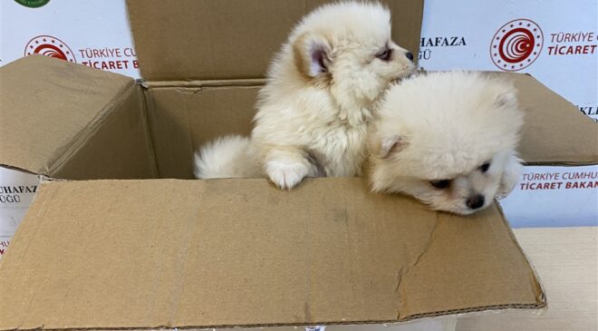 Kapıkule’de 6 köpek yavrusu ele geçirildi