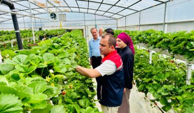 Topraksız çilek üretimi sürdürülüyor