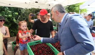 Çeribaşı kirazında hasat zamanı