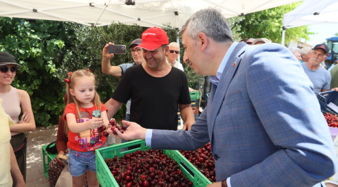 Çeribaşı kirazında hasat zamanı