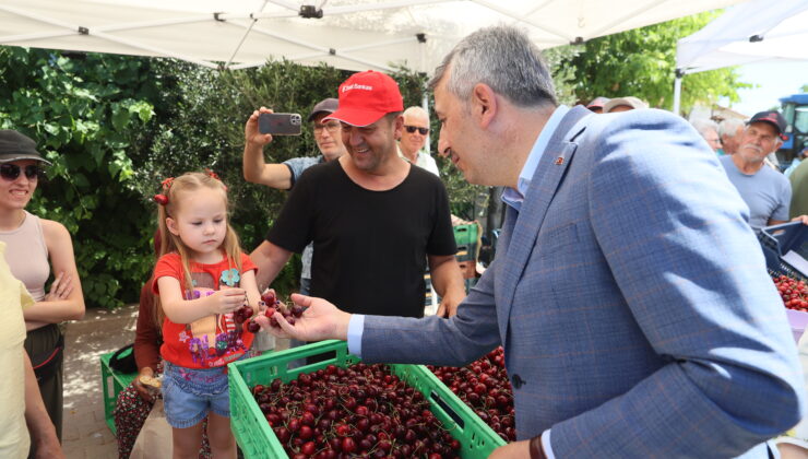 Çeribaşı kirazında hasat zamanı