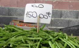 Karaağaç fasulyesine rağbet