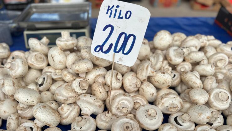 Mantar cep yakıyor