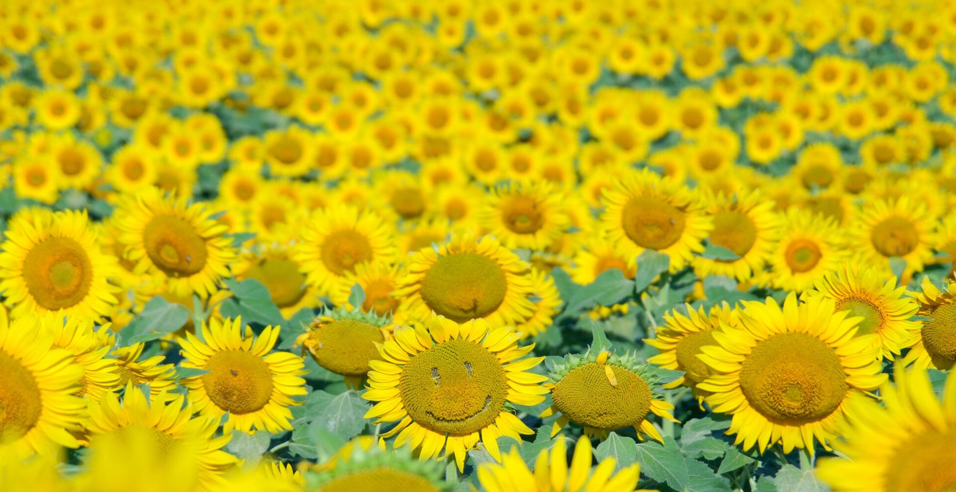 Fotoğraf tutkunlarının sarı rotası