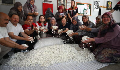 Yaş kozalar toplandı