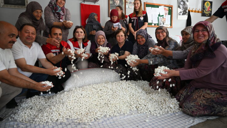 Yaş kozalar toplandı