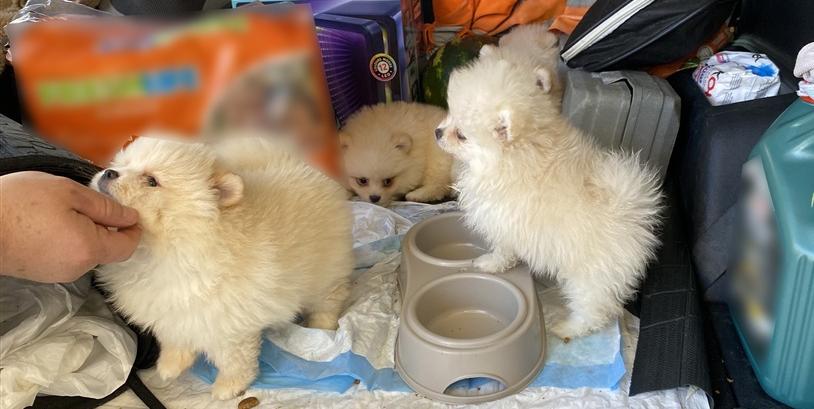 Kapıkule’de 6 köpek yavrusu ele geçirildi