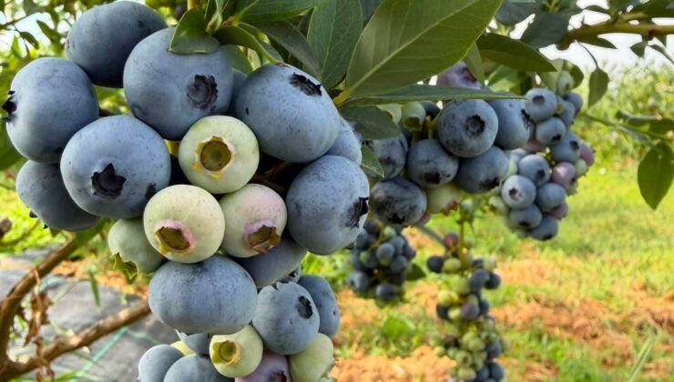 Mavi yemişte hasat zamanı
