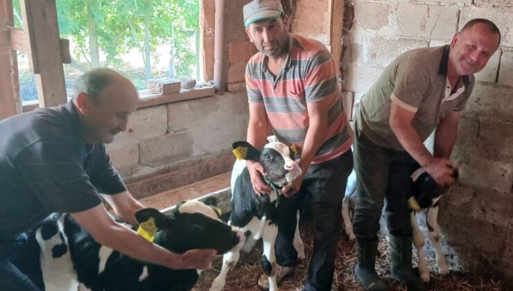 Besicinin üçüz mutluluğu