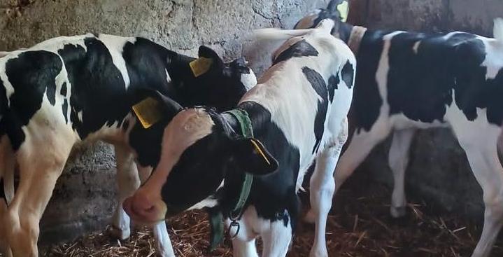Besicinin üçüz mutluluğu