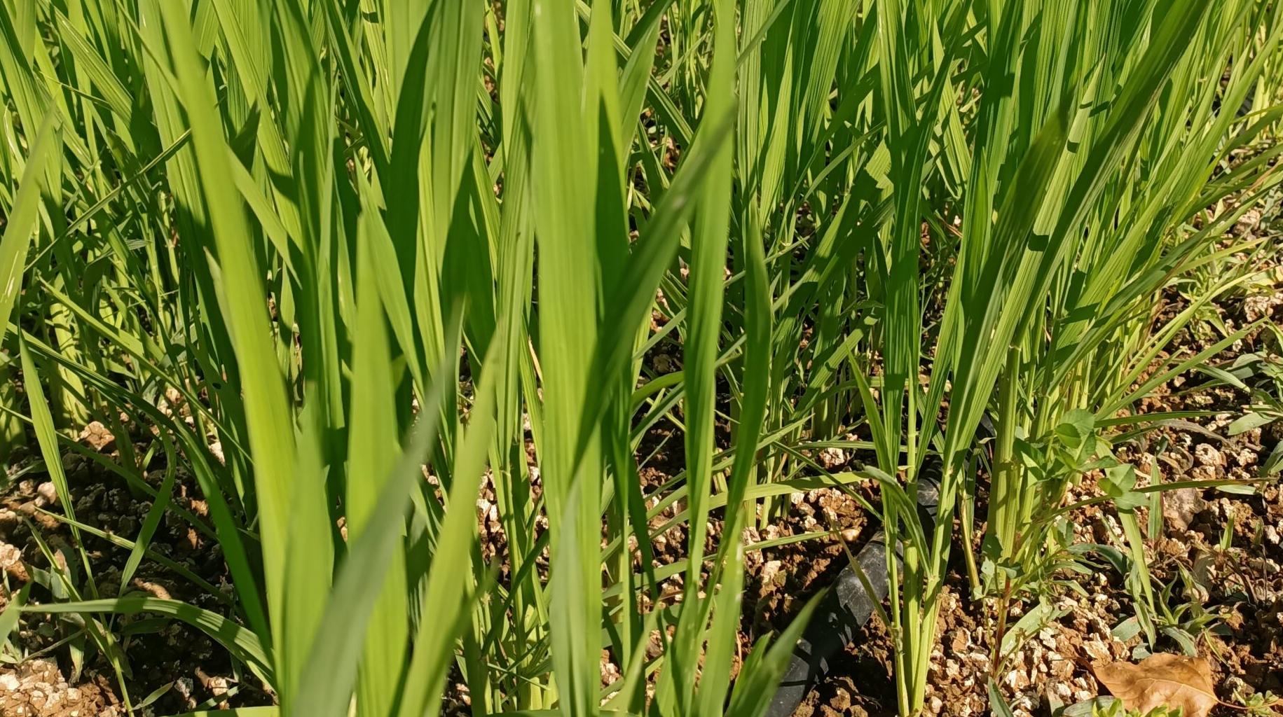 Çeltik tarlalarında yapay zeka devrimi